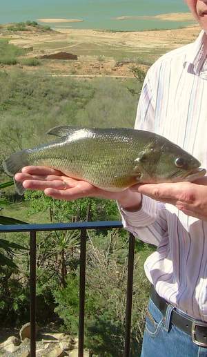 Black Bass caught in the Guadalhorce lake