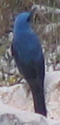 Blue Rock Trush (Monticola solitarius)